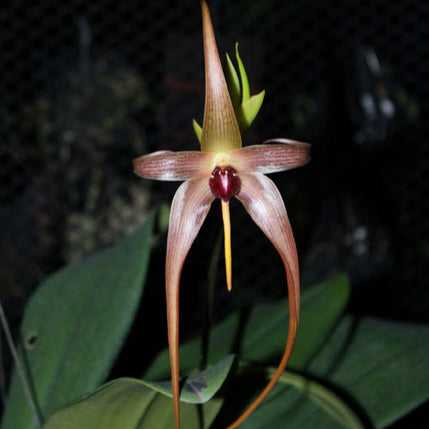 Bulbophyllum echinolabium