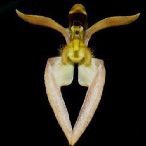 Bulbophyllum lasiochilum BROWN