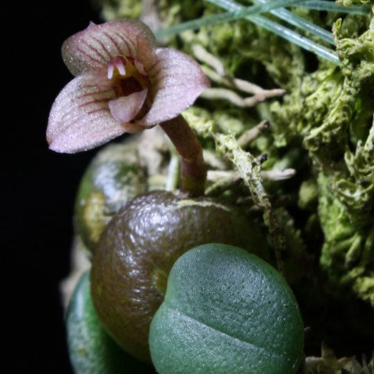 Bulbophyllum meson (Trias intermedia)