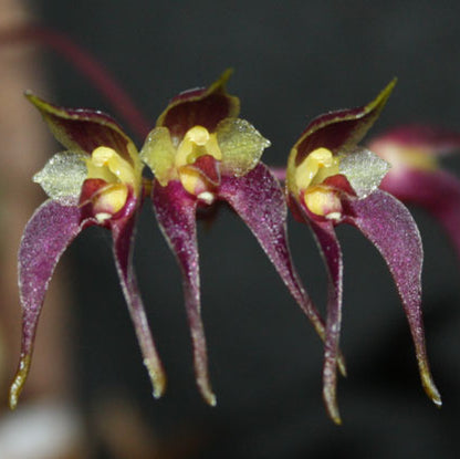 Bulbophyllum panibulbe