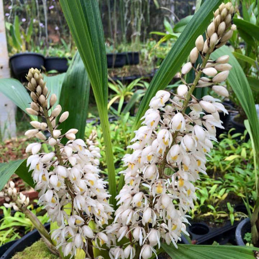 Coelogyne multiflora