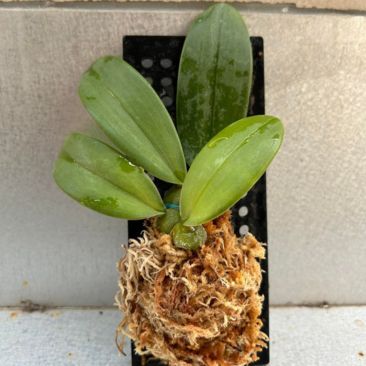 Bulbophyllum orthosepalum