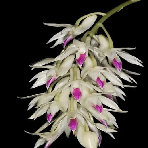 Dendrobium amethystoglossum