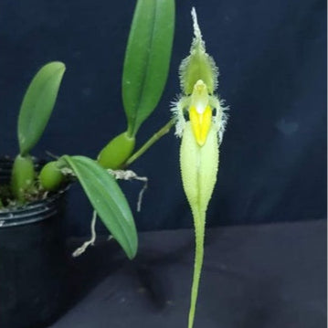 Bulbophyllum fascinator v. alba