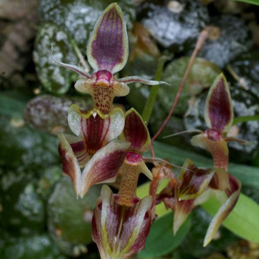 Bulbophyllum ayuthayense