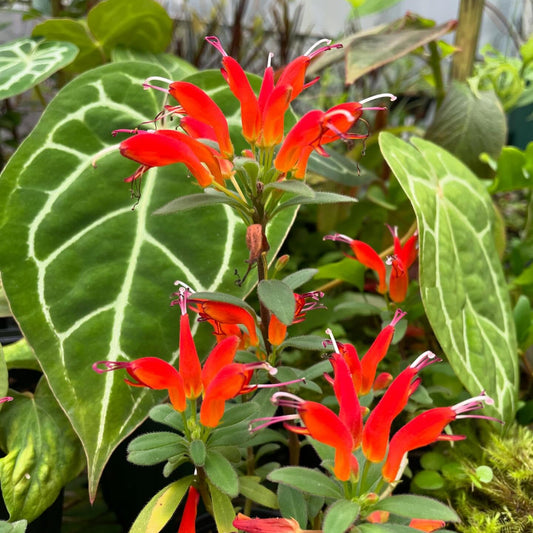 Aeschynanthus andersonii