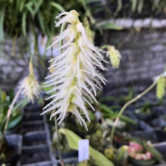 Bulbophyllum comosum