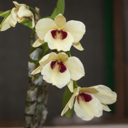 Dendrobium albosanguineum