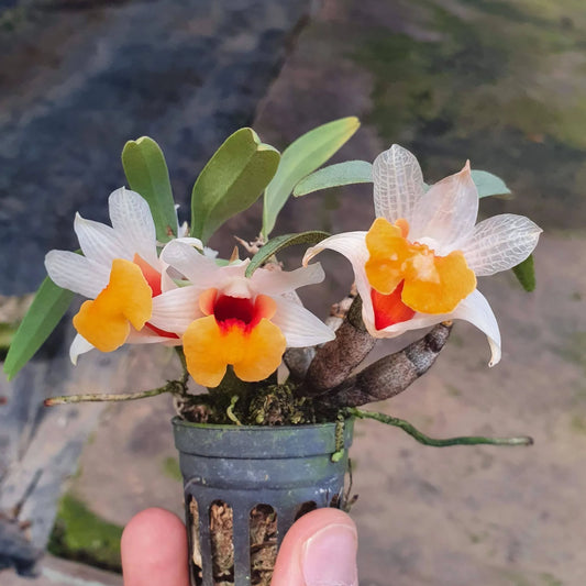 Dendrobium bellatulum