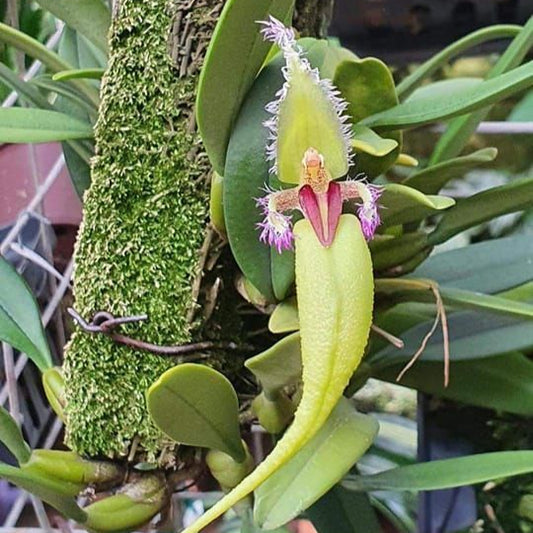 Bulbophyllum fascinator var.semi alba