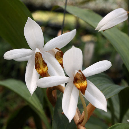 Coelogyne pachystachya