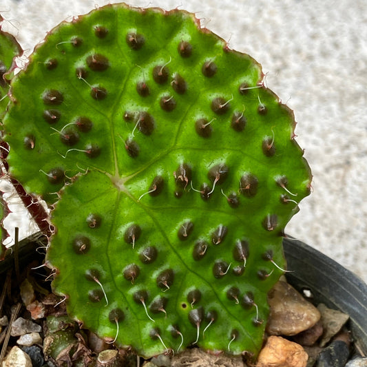 Begonia melanobullata