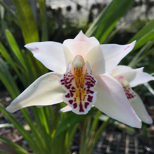 Cymbidium sanderae