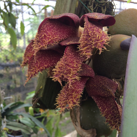 Bulbophyllum phalaenopsis