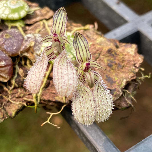 Bulbophyllum polliculosum