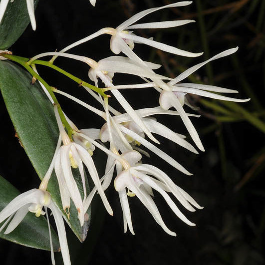 Dendrobium aemulum