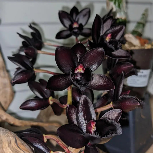 Catasetum fredclarkeara"After Dark"